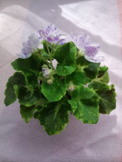 19 iun - AV Felicita