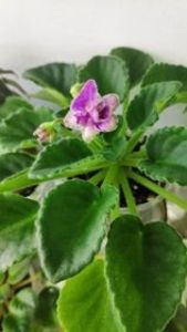 9 iun - F Yarkaya Fantasiya