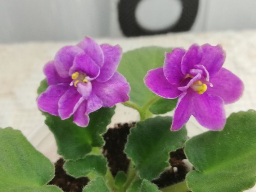 18 nov - F Yarkaya Fantasiya