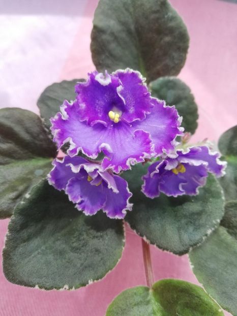 19 iun - Inner Strengt