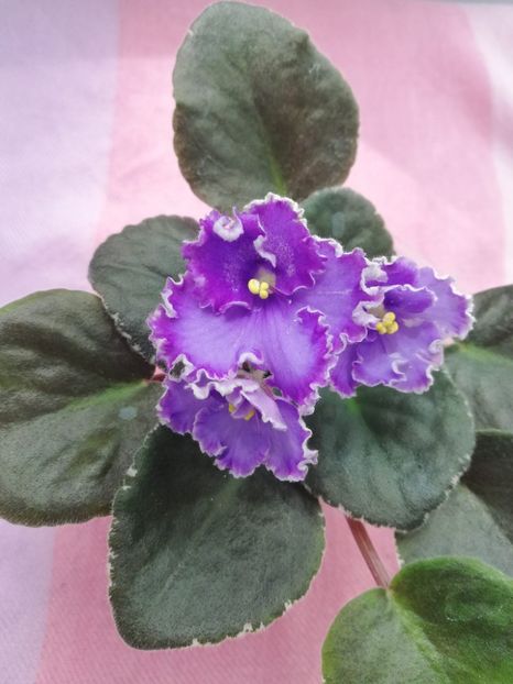 19 iun - Inner Strengt