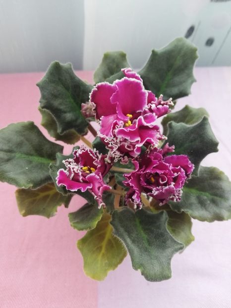 19 apr - LF Feya Ognya