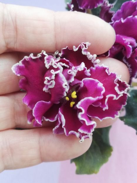 26 apr - LF Feya Ognya