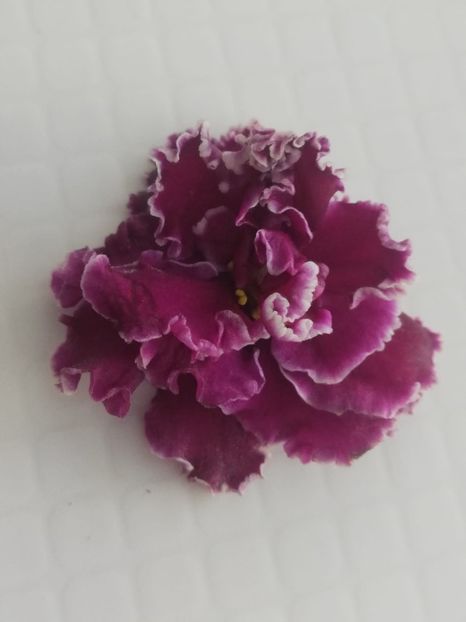 11 mai - LF Feya Ognya