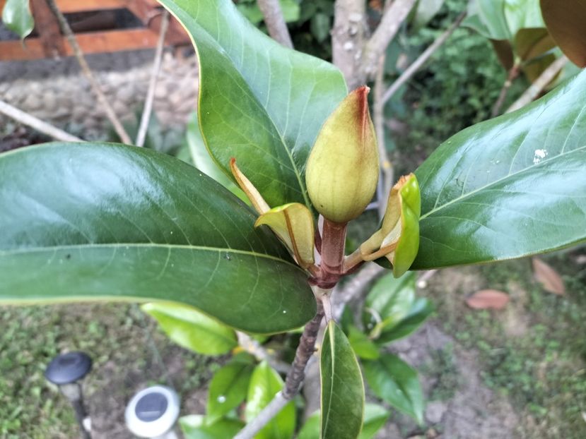 IMG20230623204655 - Magnolia grandiflora gallisoniensis