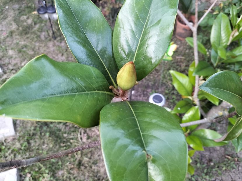 IMG20230623204648 - Magnolia grandiflora gallisoniensis