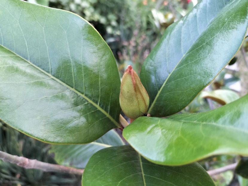 IMG20230623204615 - Magnolia grandiflora gallisoniensis