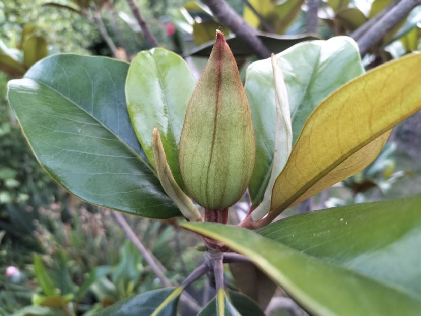 IMG20230623204602 - Magnolia grandiflora gallisoniensis