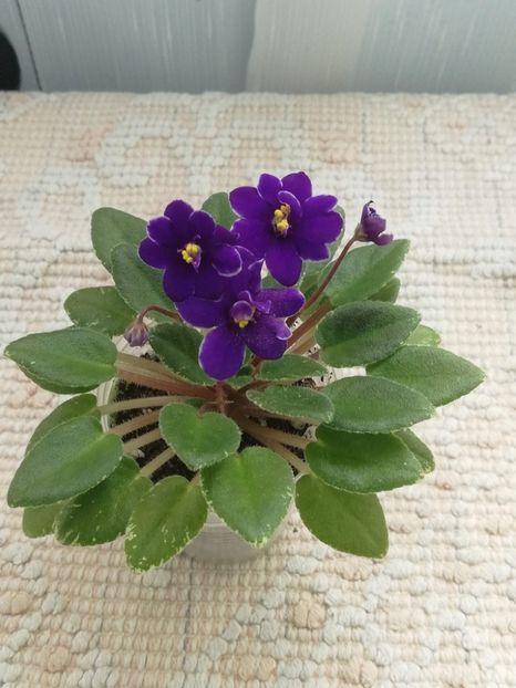 23 mai - Rainbow s Peewee Nocturne