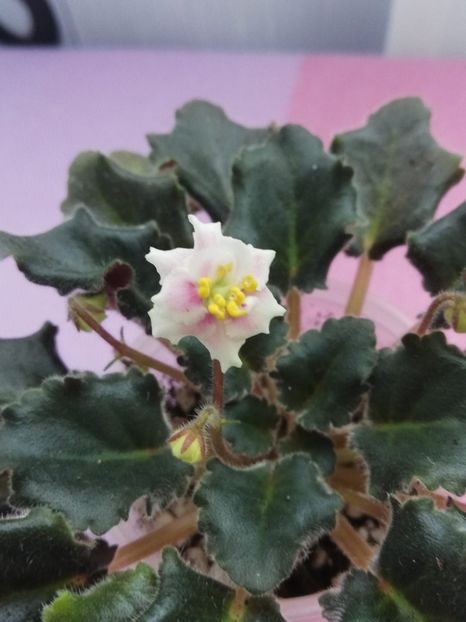 26 apr - Rob s Boondoggle