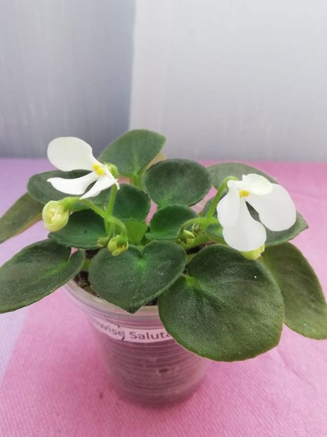 26 apr - Wesley s Samwise Salutations