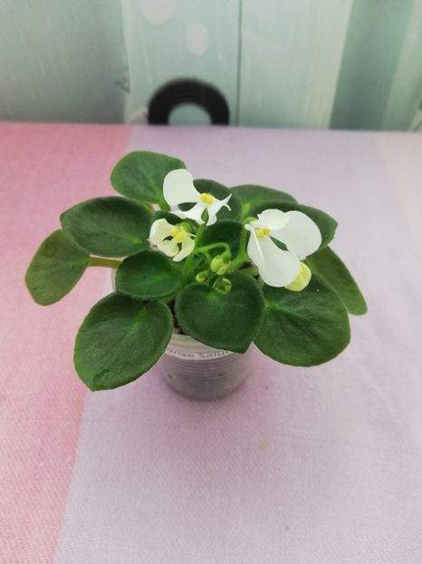 27 apr - Wesley s Samwise Salutations