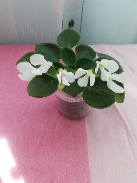 6 mai - Wesley s Samwise Salutations