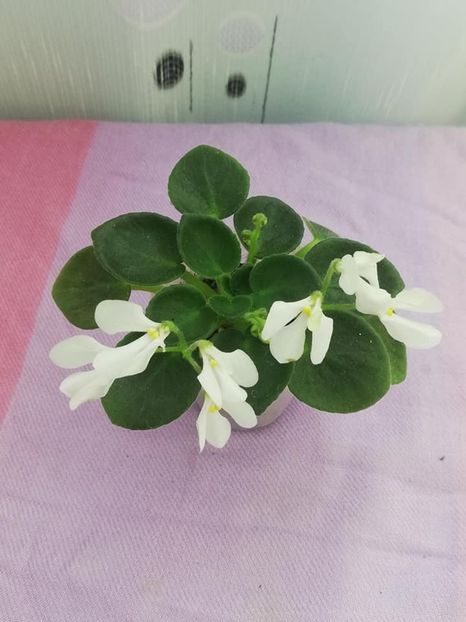 11 mai - Wesley s Samwise Salutations