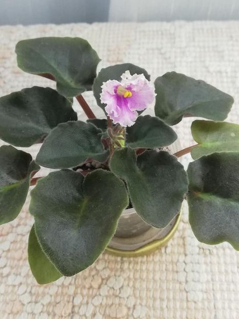 30 mai - Vi Mignolette