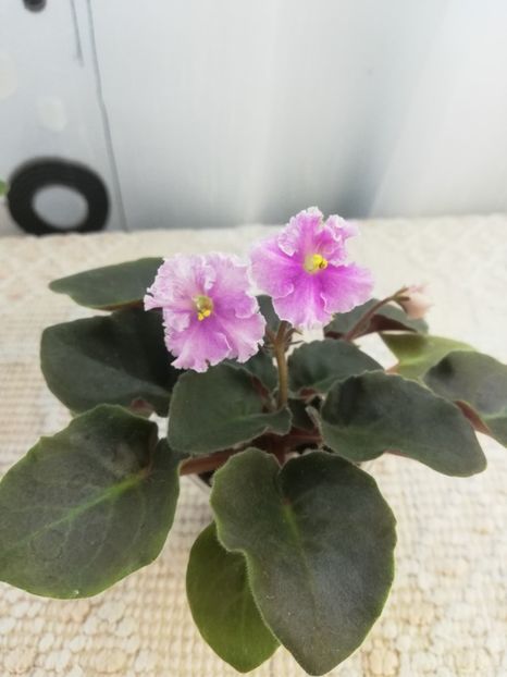 9 iun - Vi Mignolette