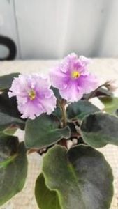 9 iun - Vi Mignolette