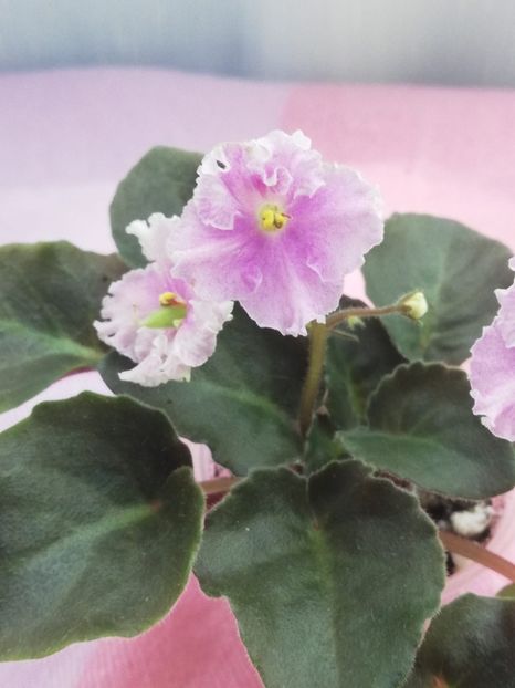 19 iun - Vi Mignolette