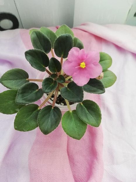 28 mar - Rob s Little Pueblo