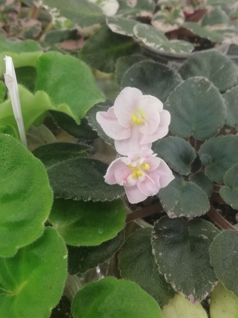 9 iun - Shirl s Pearl Pink