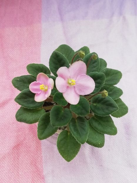 7 apr - Mac s Sweet Serenity