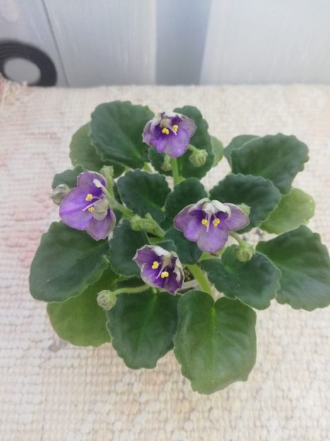 13 mar - Mac s Simply Sublime