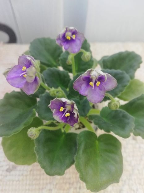 13 mar - Mac s Simply Sublime