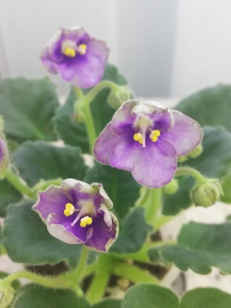 13 mar - Mac s Simply Sublime