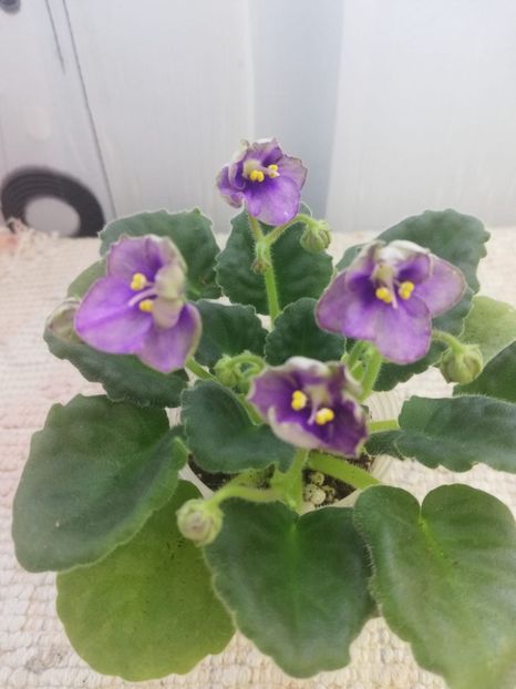 13 mar - Mac s Simply Sublime