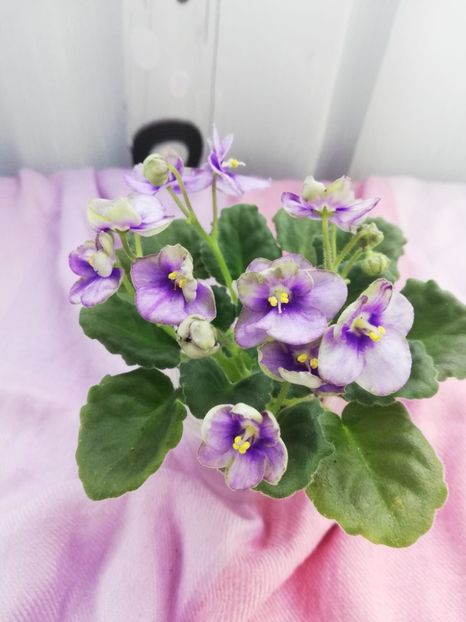 28 mar - Mac s Simply Sublime