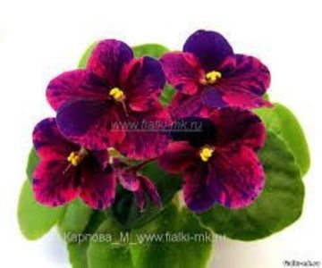 Mac`s Paisley Pattern - Mac s Paisley Pattern