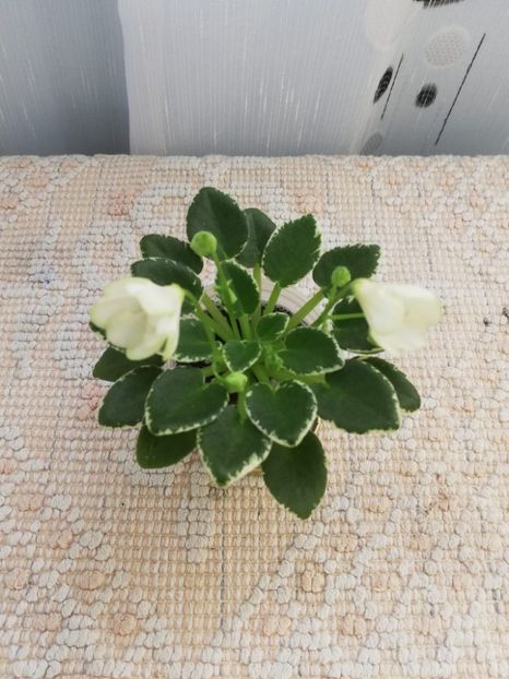 30 mai - LE Gratsiya