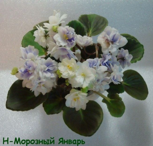 N Moroznyi Yanvary poza net - N Moroznyi Yanvary