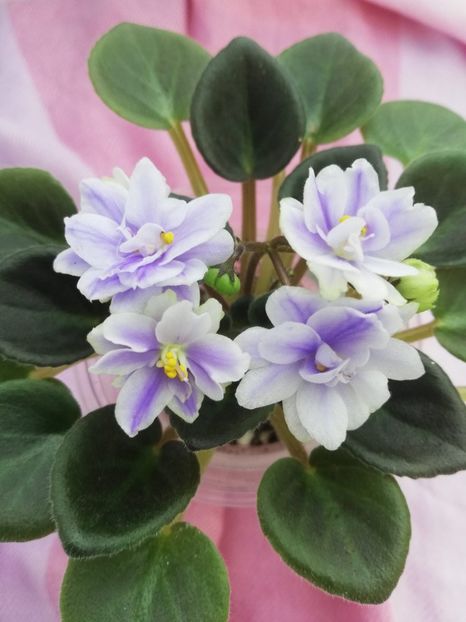 28 mar - N Moroznyi Yanvary