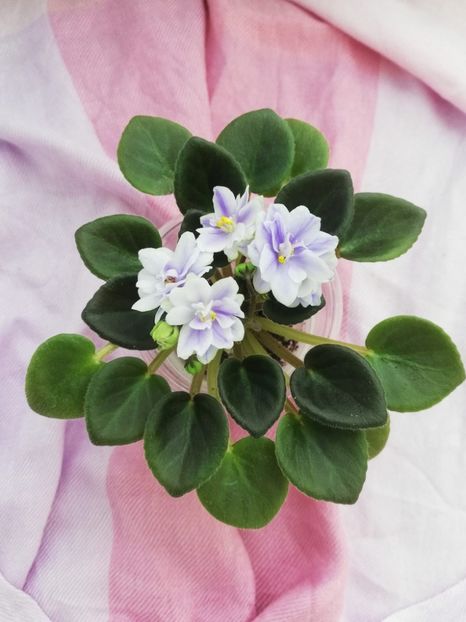 28 mar - N Moroznyi Yanvary