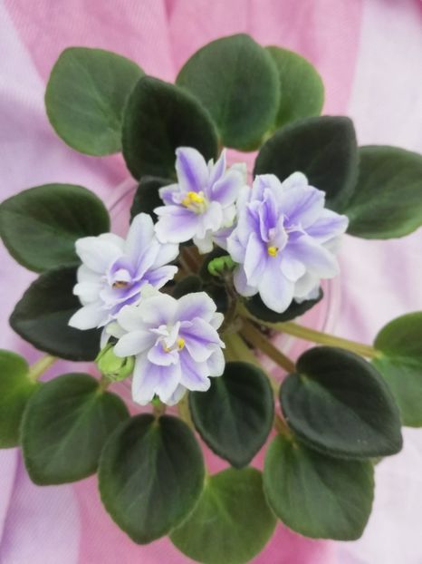 28 mar - N Moroznyi Yanvary