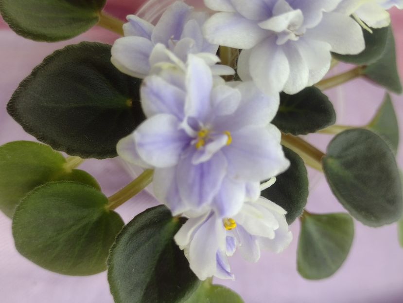 31 mar - N Moroznyi Yanvary