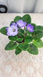 9 iun - Ocharovateljnie Glazky