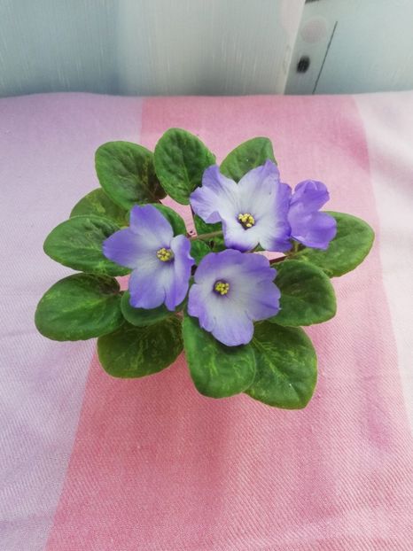 19 iun - Ocharovateljnie Glazky