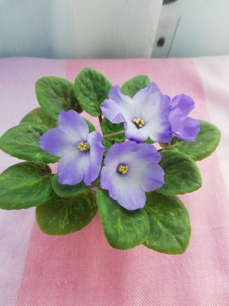 19 iun - Ocharovateljnie Glazky