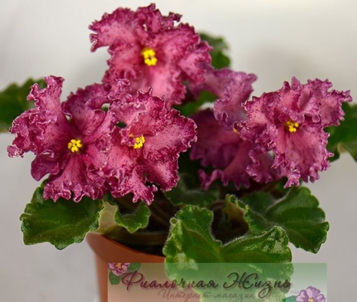 AV-Dinozavr poza net - AV Dinozavr