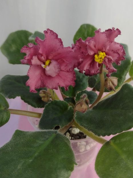 31 ian - AV Dinozavr