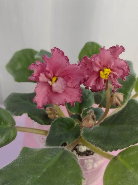 31 ian - AV Dinozavr