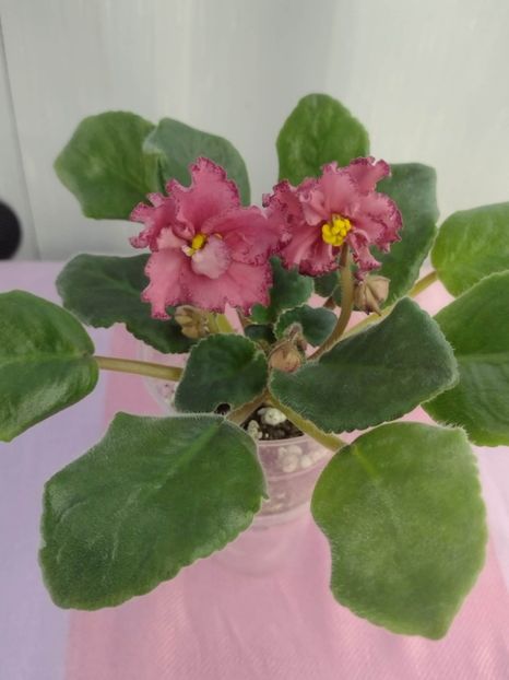 31 ian - AV Dinozavr