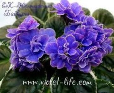 EK Pearl of Baikal poza net - EK Pearl of Baikal