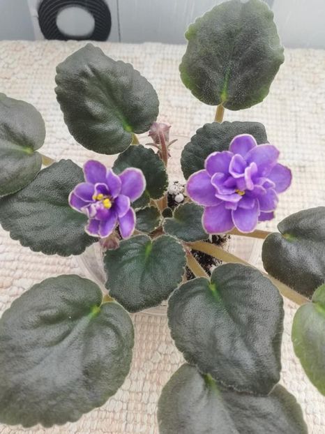 9 mar - EK Pearl of Baikal