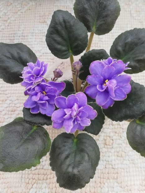 18 mar - EK Pearl of Baikal