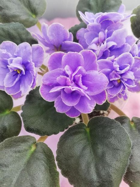 28 mar - EK Pearl of Baikal