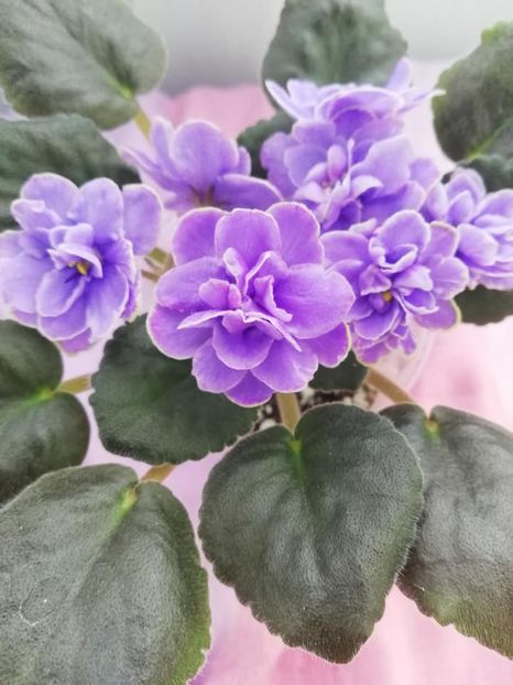 28 mar - EK Pearl of Baikal