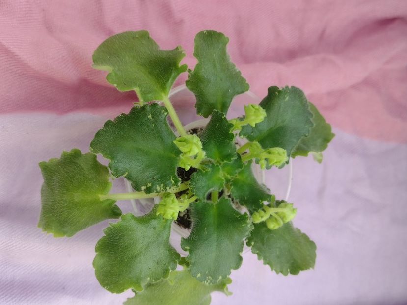 31 mar - BR Dzhungly